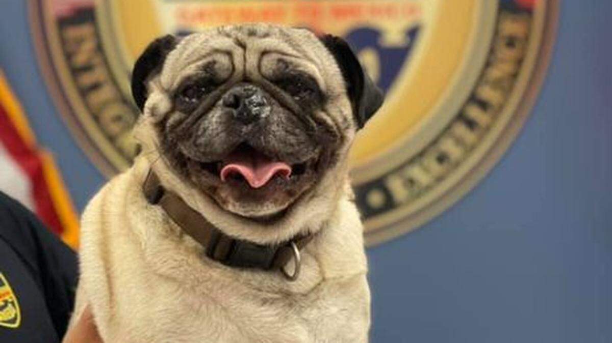 Manny the 8-year-old pug.