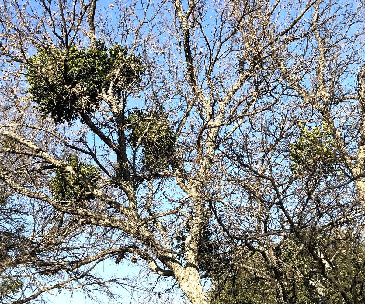 Mistletoe clumps in a hackberry tree.