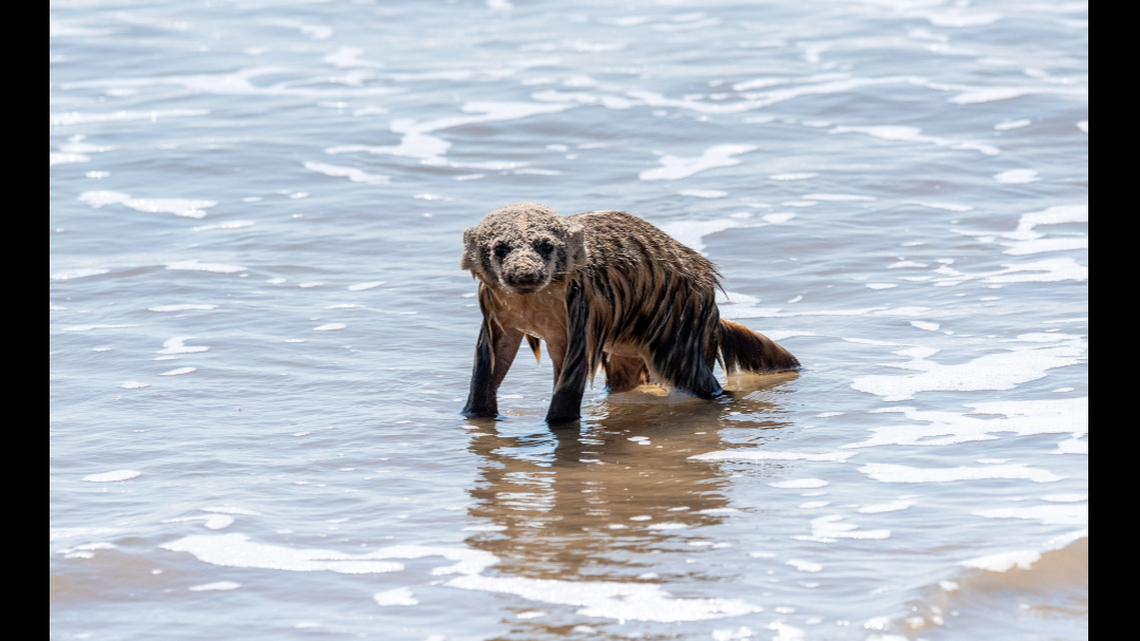 Tom Howe, a Padre Island resident, was surprised to see the elusive animal on a beach, especially during daytime.