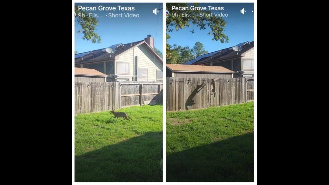 Will Coyotes Jump a Fence to Get a Dog: Shocking Truth Revealed