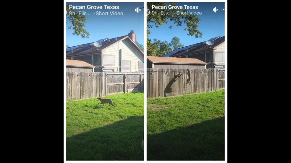 Video taken in a the backyard of a Pecan Grove, Texas, home captures the surprising athleticism of coyotes.