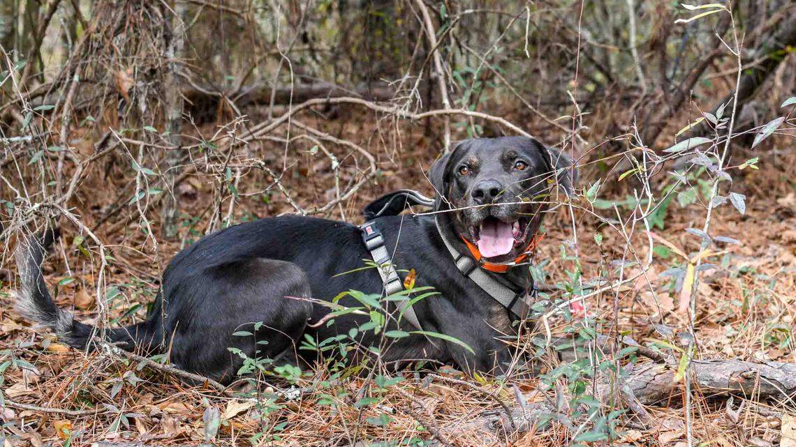 This is why police used cadaver dogs in search for missing 6-year-old Everman child