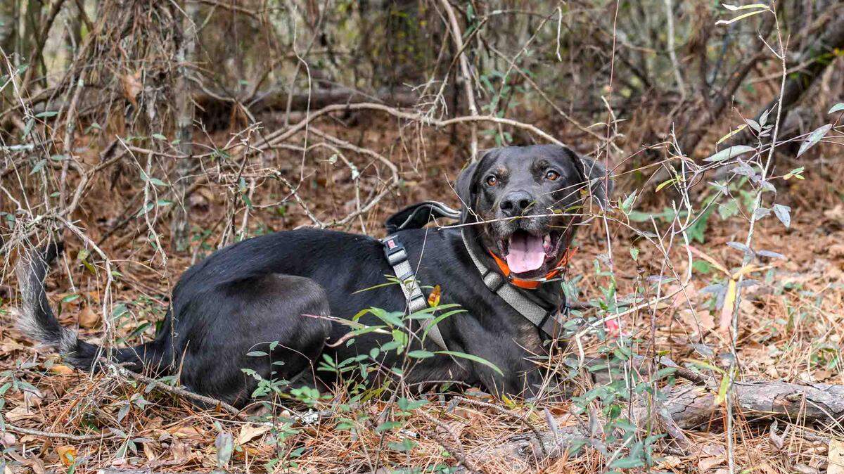 This is why police used cadaver dogs in search for missing 6-year-old Everman child