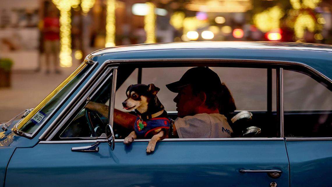 A dog sticks its head out of a vehicle driving along East Exchange Avenue near Mule Alley in the Fort Worth Stock Yards on Friday, December 10, 2021.
