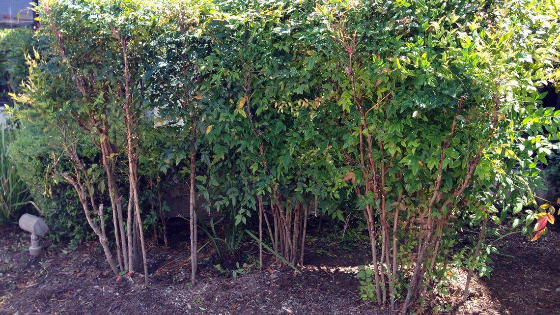 Bad pruning of nandinas when they should have had some stems pruned to ground in winter to keep plants full.