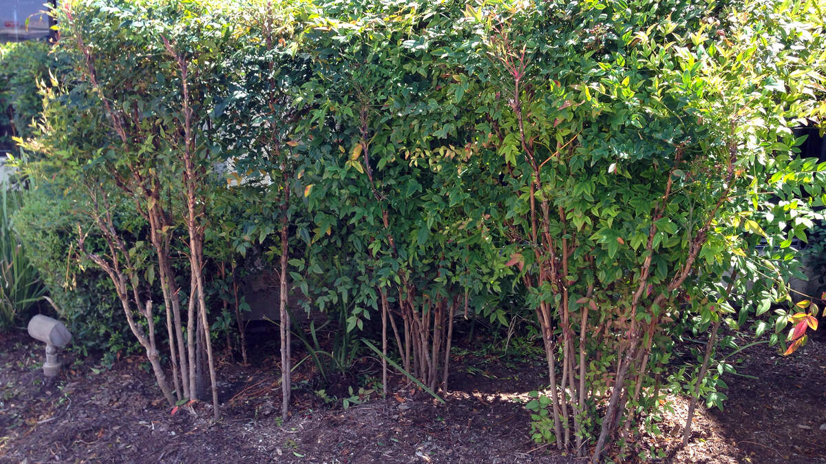 Bad pruning of nandinas when they should have had some stems pruned to ground in winter to keep plants full.