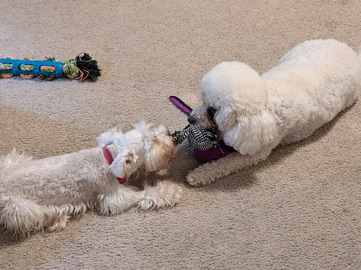 Holly and her brother, Teddy Bear, a 9-year-old poodle mix, love to play tug of war and take walks together.
