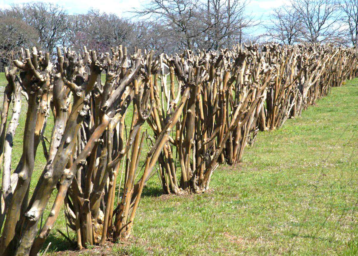 Topped crape myrtles are disfigured forever, and their bloom output is delayed and diminished. There is no excuse to top them. 