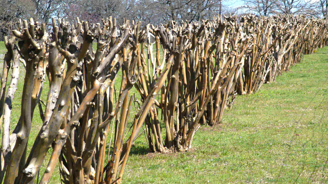 Bad things we do to good trees: Examples abound in North Texas landscapes