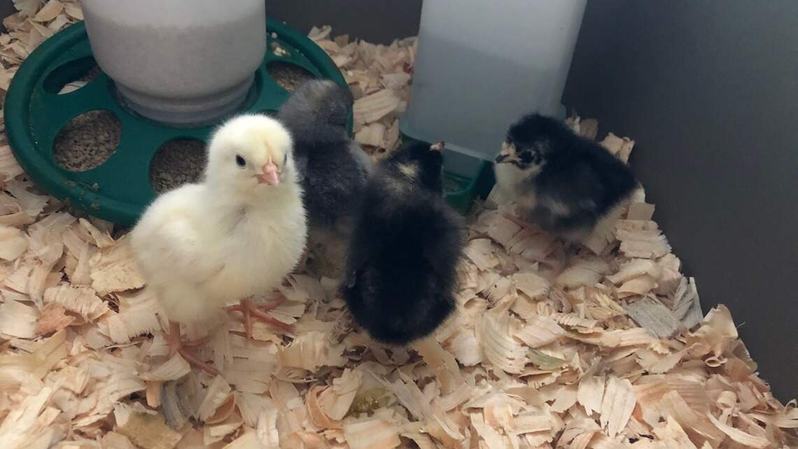 First it was toilet paper. Now, the trendy thing to panic-buy is ... baby chickens?