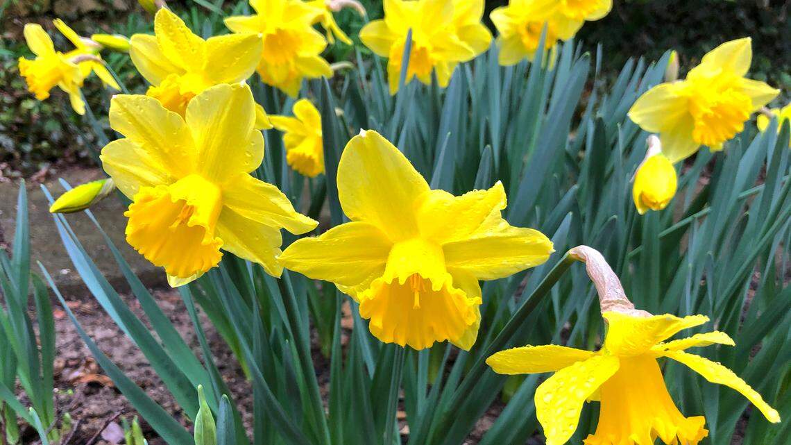 Daffodils sprouting early? How to protect them through the southwest Illinois winter