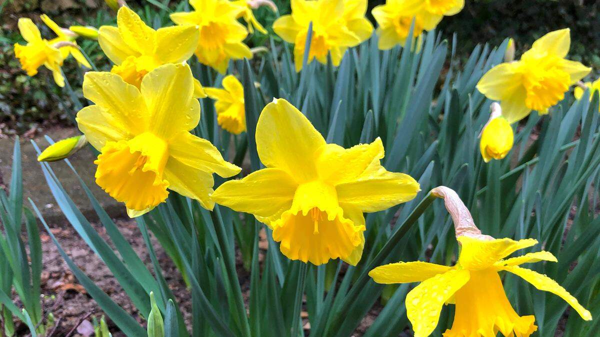Are your daffodils popping up a bit early this year? Here’s how to protect them for the remainder of the winter.