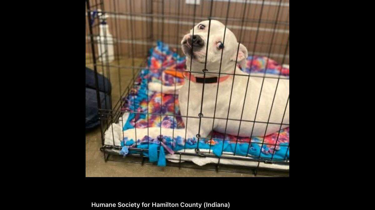 The sweet girl in a kennel.