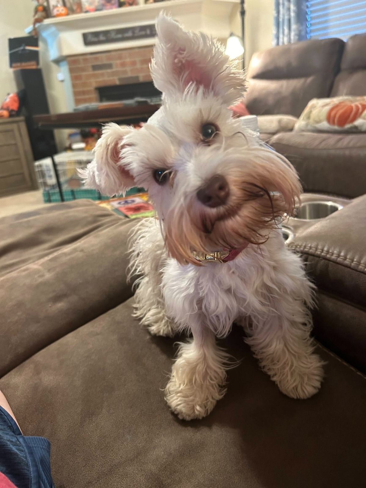 Holly’s ears perk up and her head tilts when she is curious.