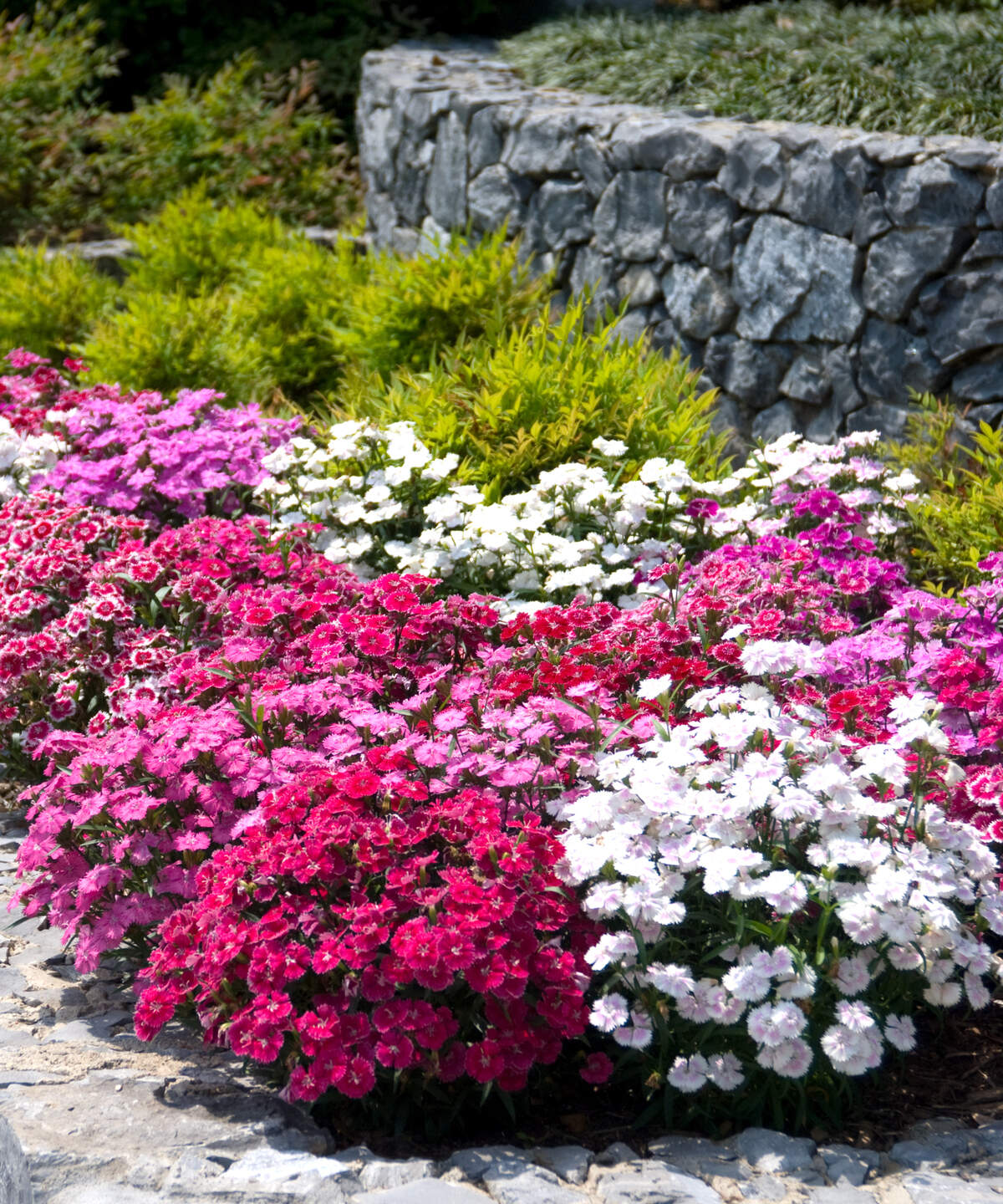 Mixed pink flowers stand out in early spring.
