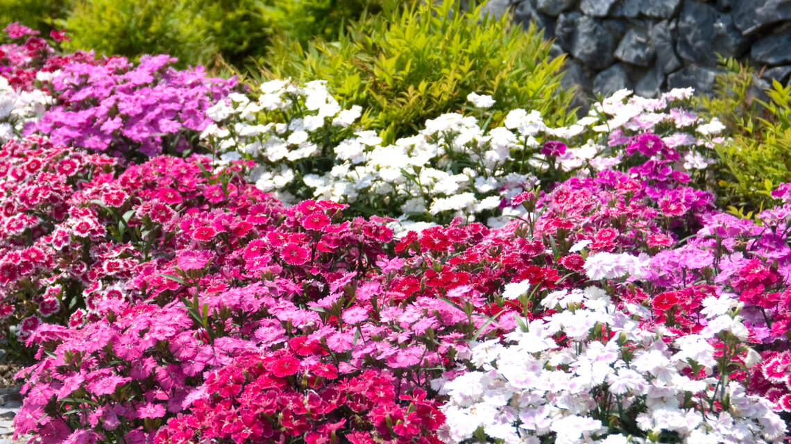 For color in your North Texas garden, follow these tips and start before the cold arrives