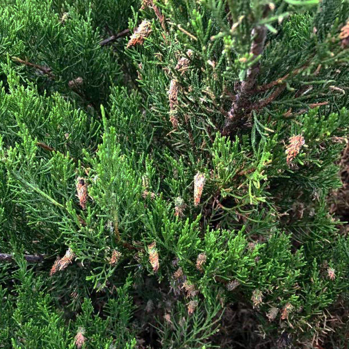 A bad outbreak of bagworms.
