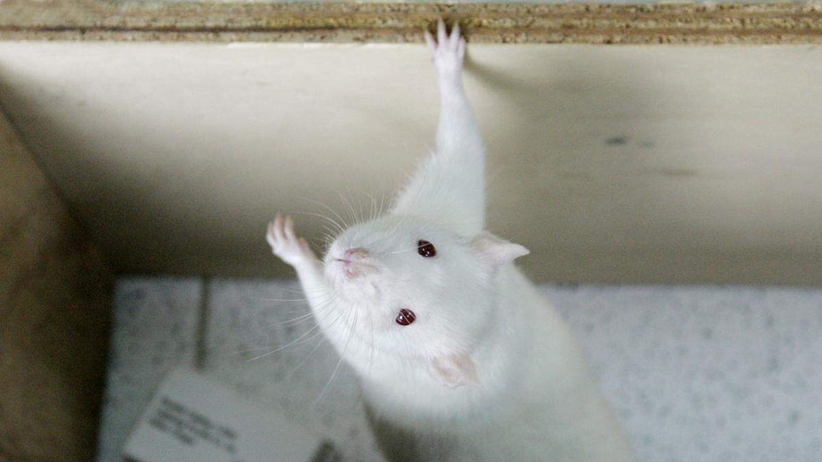 In the mid-20th century, John B. Calhoun experimented on rats to develop his theory of “behavioral sink.”