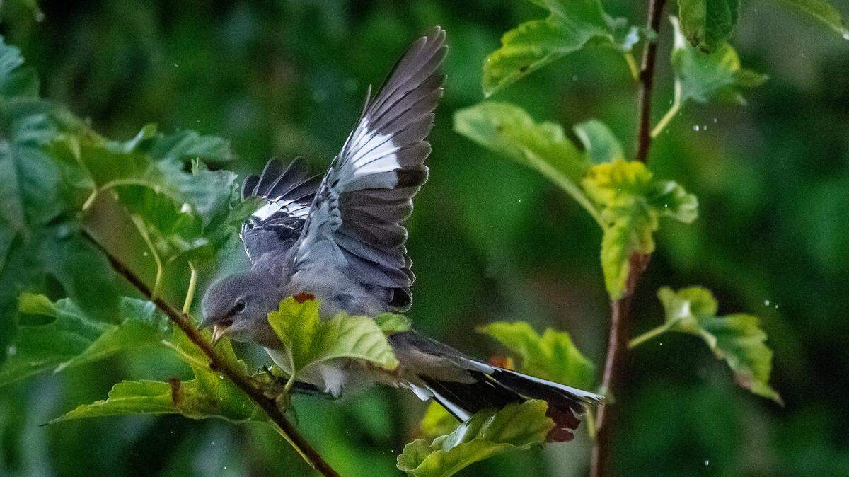 A mockingjay welcomes the sprinkling of morning rain in Acton, Texas, Thursday, Sept. 14, 2023.