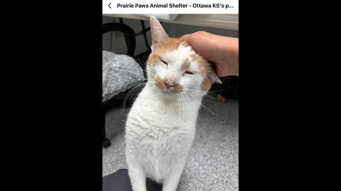 Sure, his handsome looks and purrs will draw you in — but watch your hand.