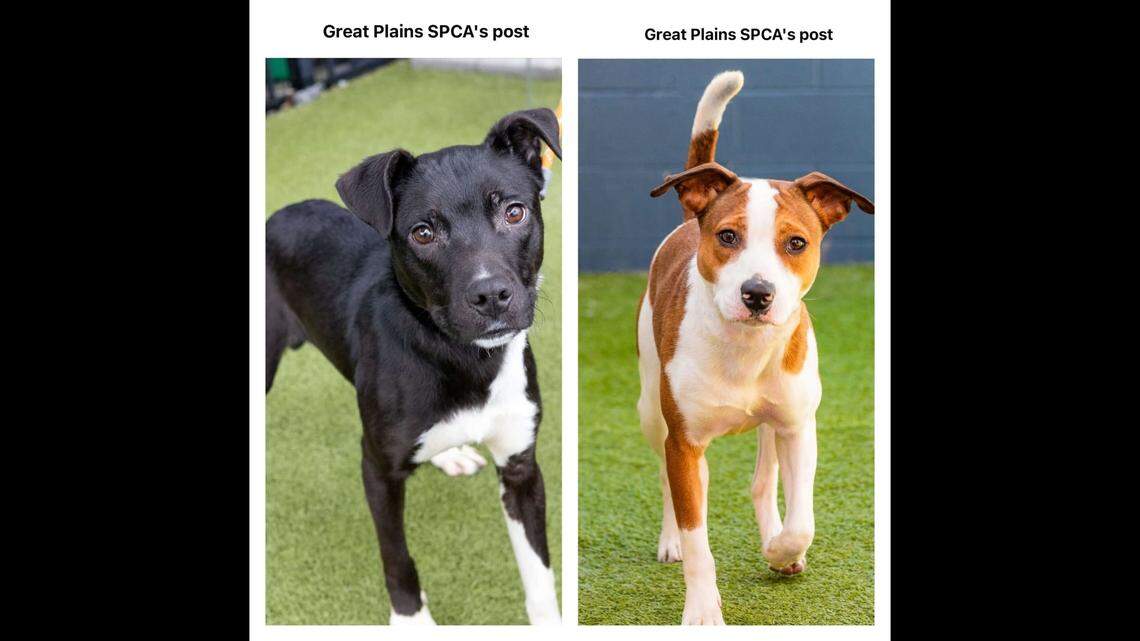 The two pups after being rescued.