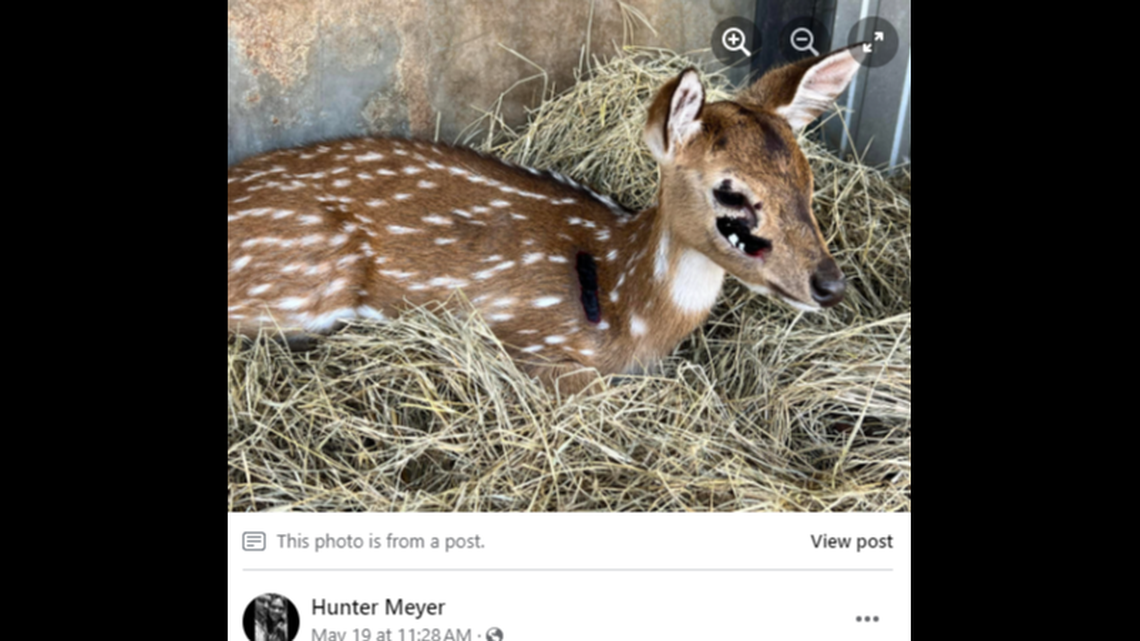 Three baby deer were left injured and terrified after an unexpected threat approached them at the 4 Generations Ranch near Crawford, Texas.