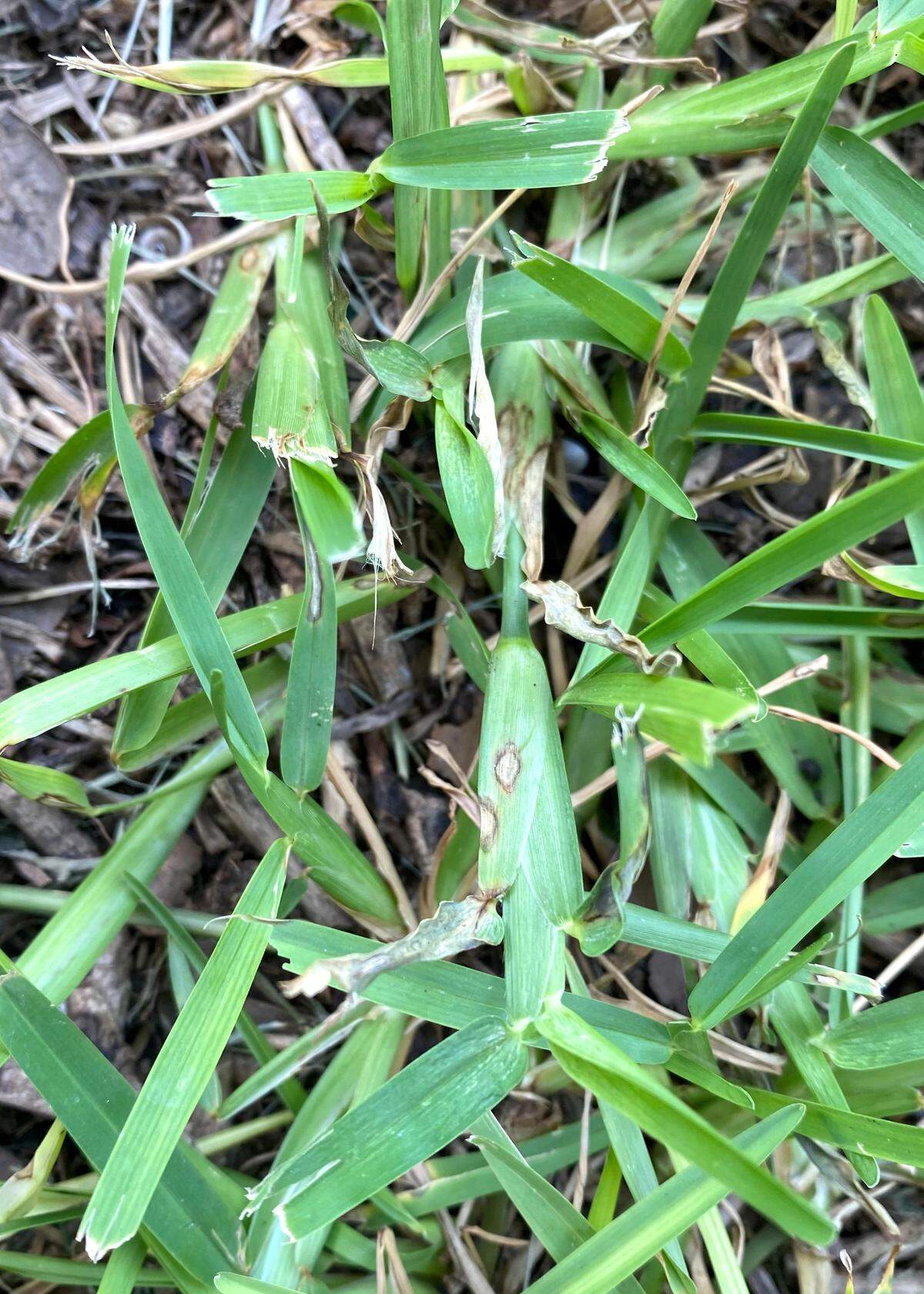Gray leaf spot is a fungal disease that shows up in hot weather in St. Augustine grass.