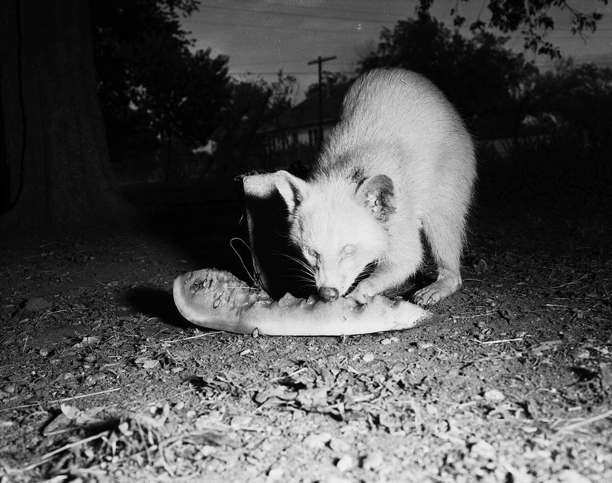 Aug. 12, 1953: This rare albino raccoon, a freak of nature, likes watermelon as much as his owner, Dr. J.H. Hicks, a veterinarian at Grapevine. Dr. Hicks’ dogs treed the animals while hunting recently. Because albino coons are so rare, Dr. Hicks is keeping him as a pet and hopes to obtain a female albino.
