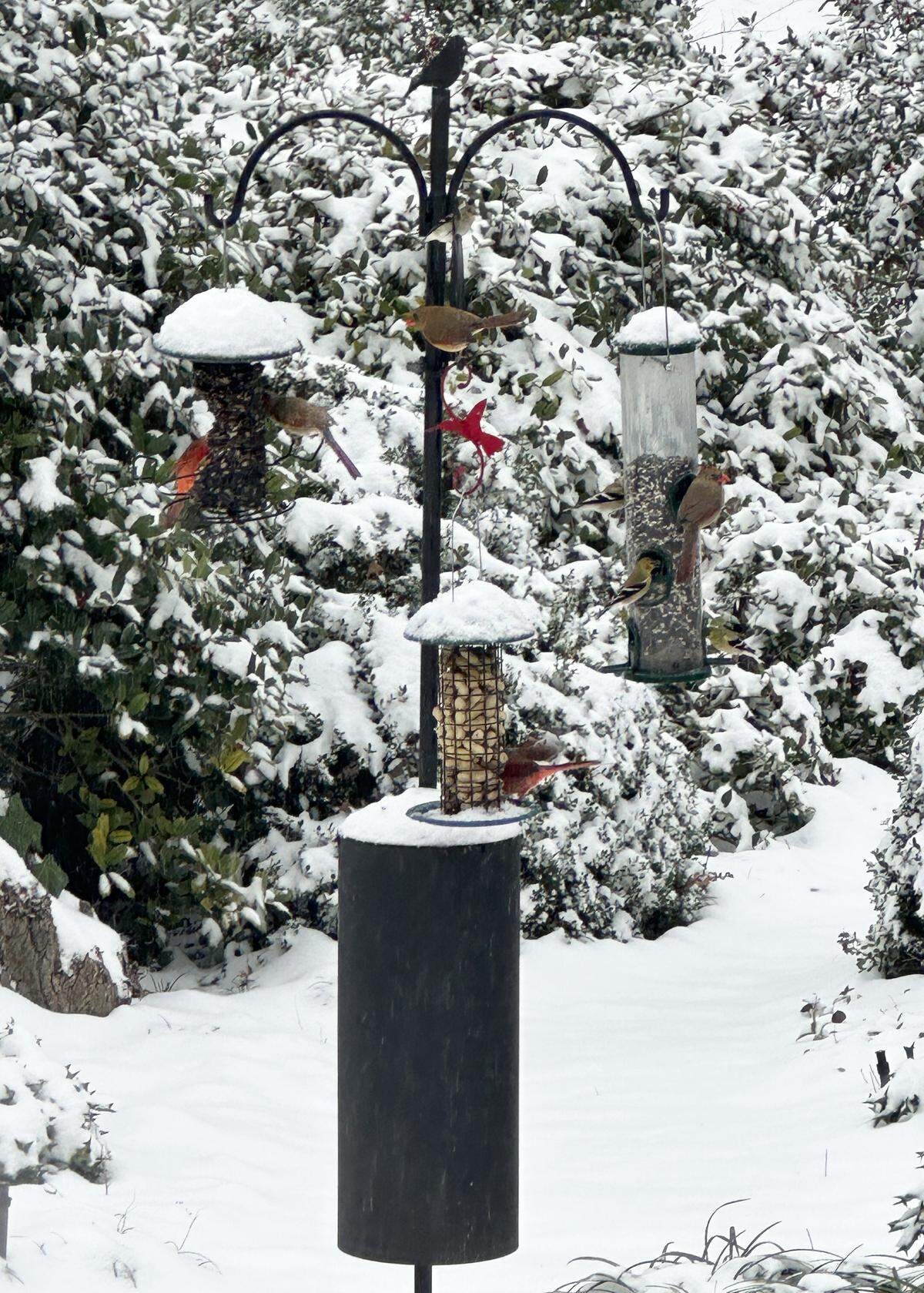 Birds at feeders become living art in the garden in winter.