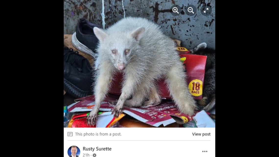 A rare albino raccoon spotted in College Station, Texas, is leaving many feeling unnerved with its “terrifying” appearance.