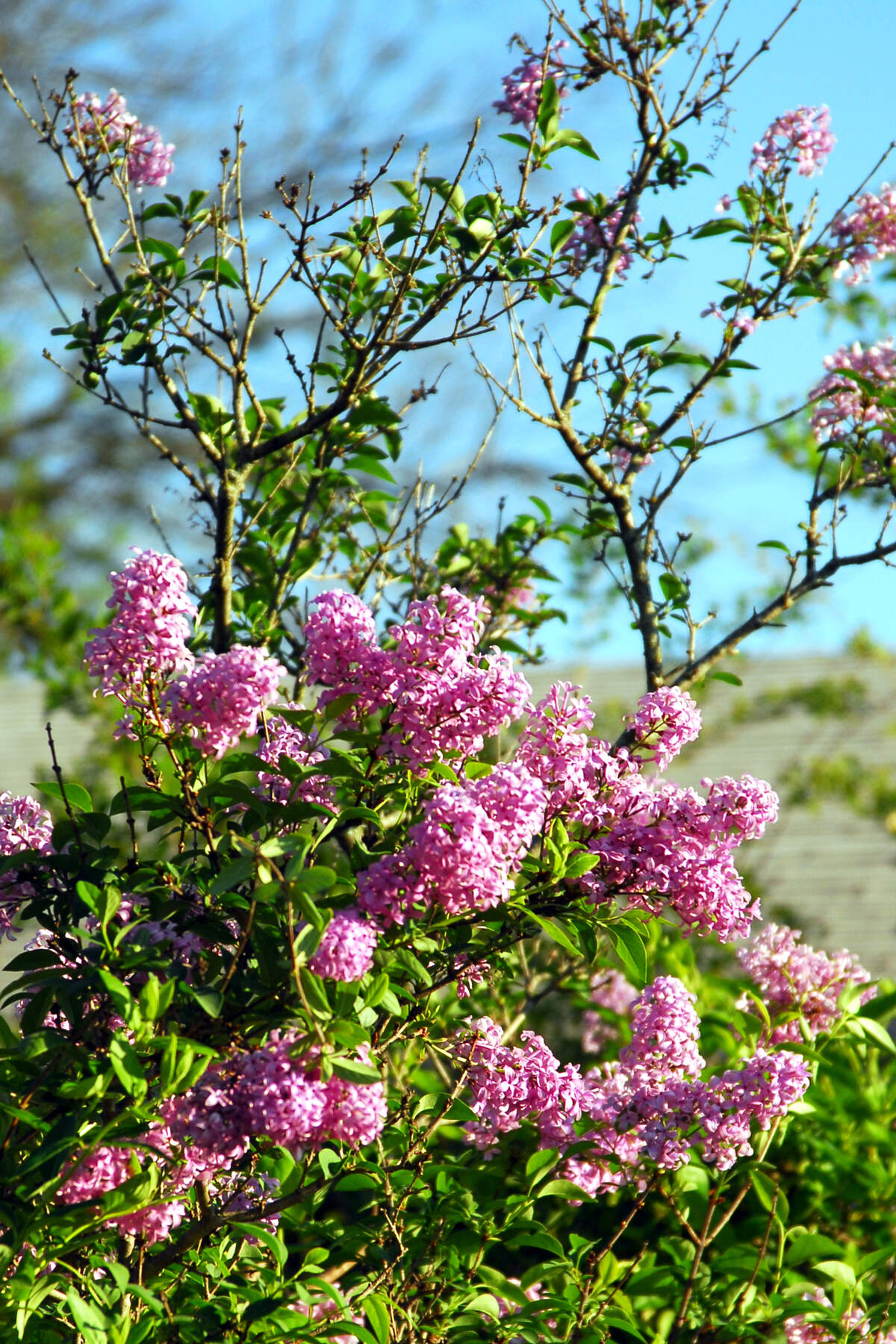 Lilacs struggle in the Metroplex. This is about as well as they do.