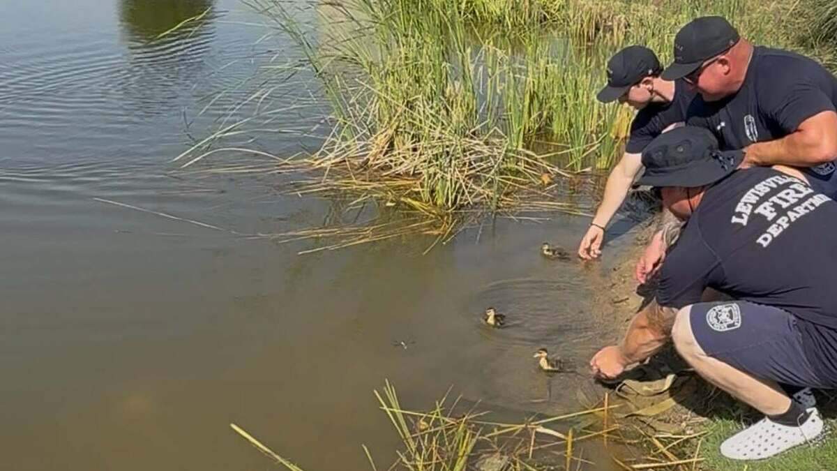 Members of the Lewisville Fire Department releasing three baby duck back in the water with their mother after rescuing them from a drain.