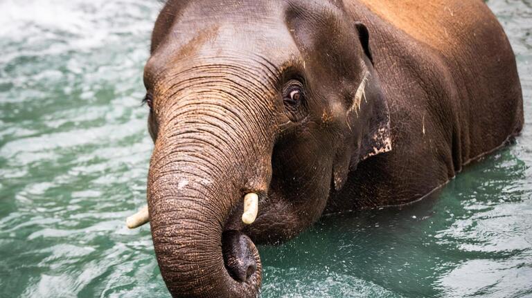 Elephants, rhino have returned to Fort Worth Zoo in new habitat. Here’s what to expect
