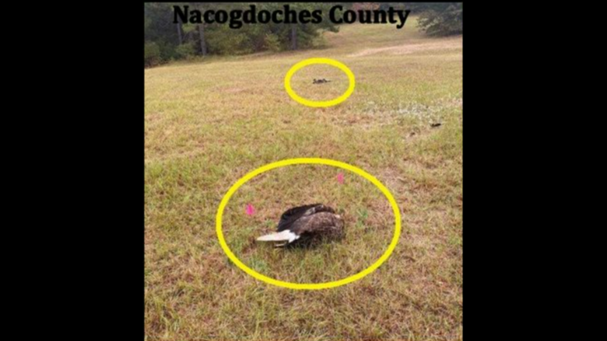 Two bald eagles were shot and killed in Texas and wildlife officials are offering a reward for information.