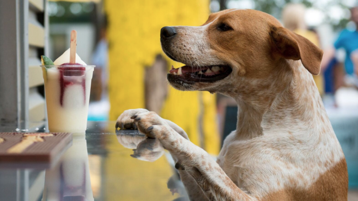 This dog is not eligible for the ‘Puptern’ position at Mutts Canine Cantina, but if you get hired for the position, you can get paid $100 to play with it.