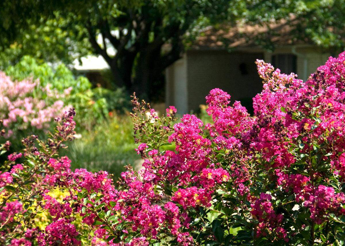 Dwarf crape myrtle must have full sun, and they are deciduous, so they show best if planted in front of evergreen shrubs.