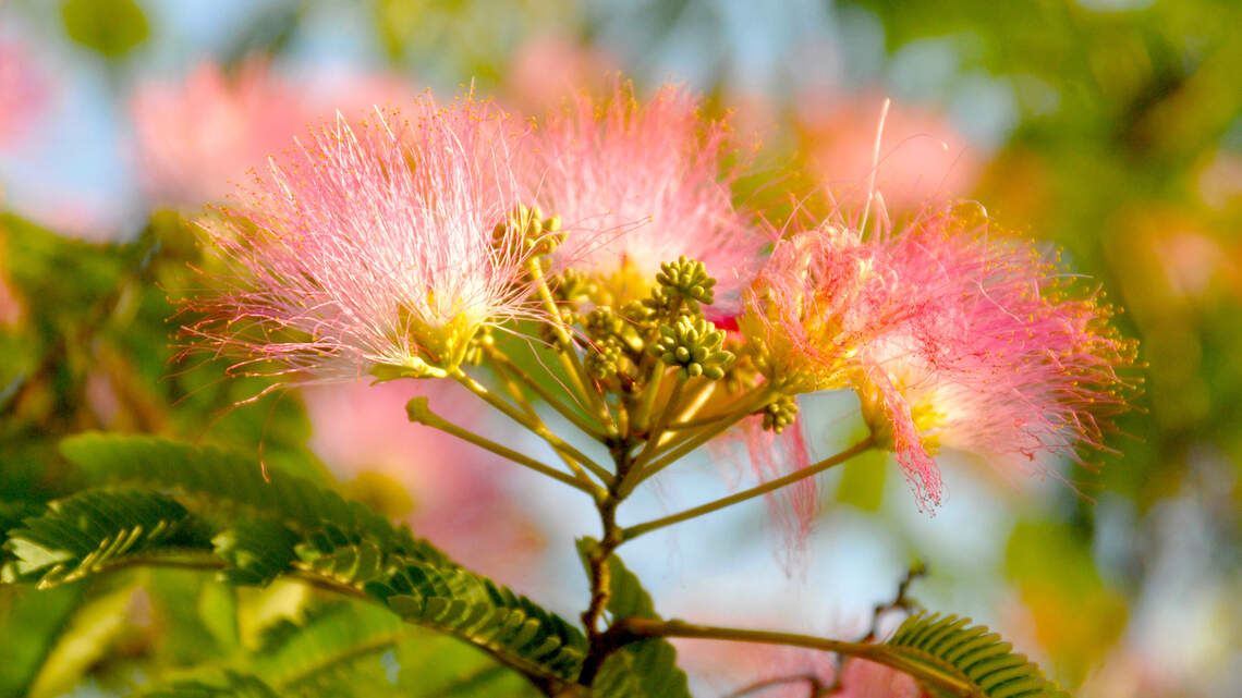 We now know what to look for in shade trees. Here’s how to pick best ones for North Texas