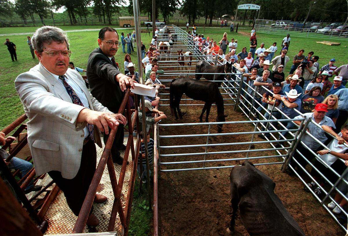 1998: Ray Hicks, left, and Larry Stroud, both with the Dallas County Sheriff’s Department, conduct bidding for abandoned horses at a livestock facility in Hutchins.