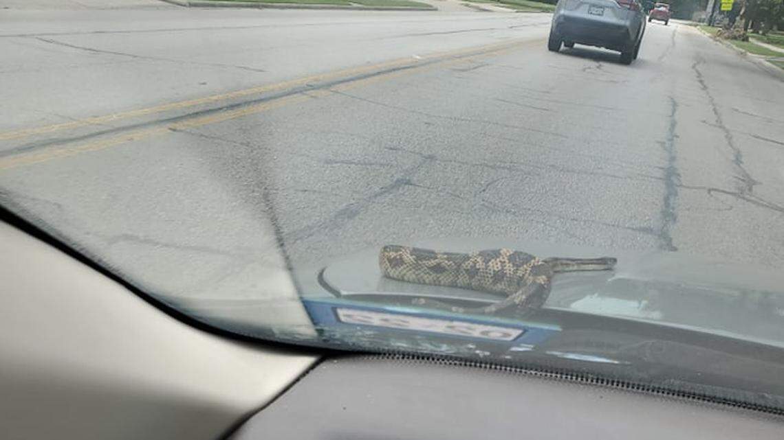 A snake about 3-feet long slithered out of a Texas man’s car hood while he was driving to get gas and a Monster energy drink in Lockhart.