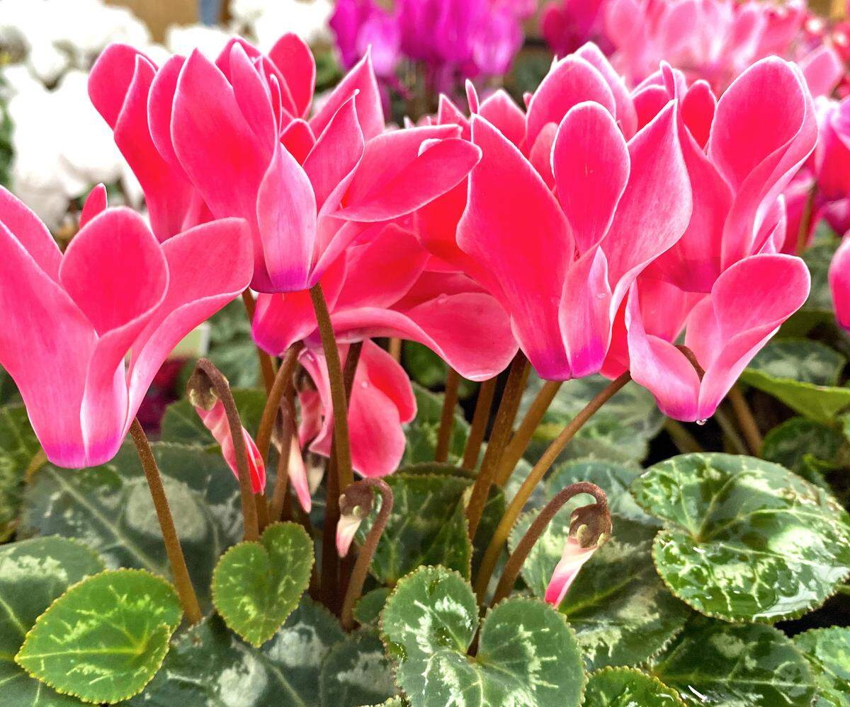 Cyclamen pink edged white.