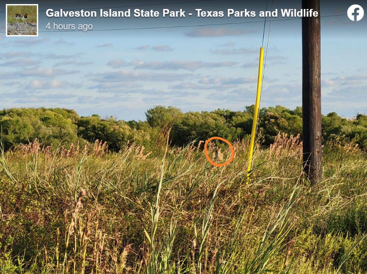 This coyote “blends in perfectly with the bushy bluestem,” officials said.
