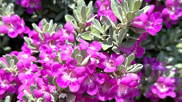 Texas sage has been in its glory, but that’s not always the case in Dallas-Fort Worth