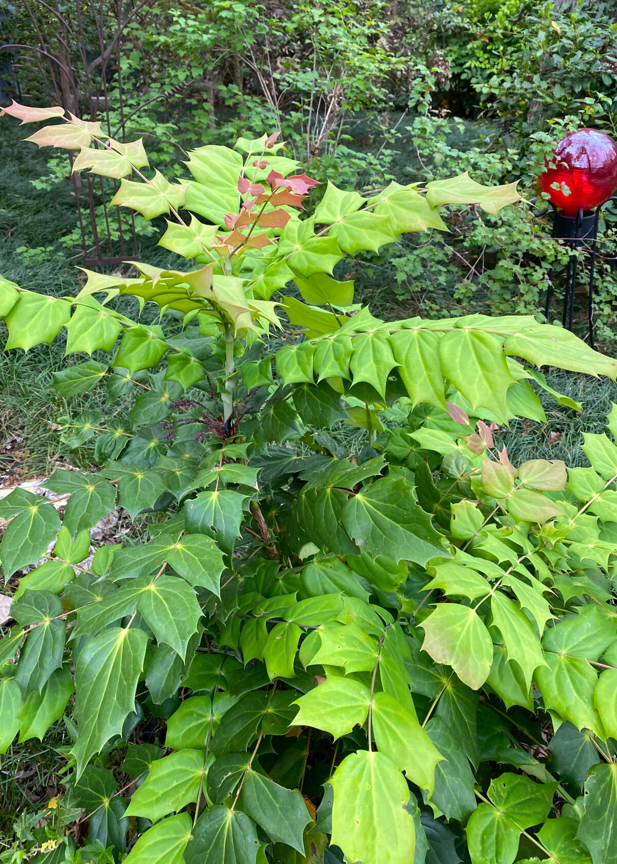 Soft green leaves.