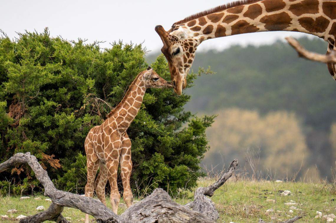 A baby female giraffe was born to Nettie at the Fossil Rim Wildlife Center in Glen Rose, Texas, on Sunday, March 19, 2023. She is the second baby giraffe born in 2023 at the wildlife center. Her name has yet to be announced.