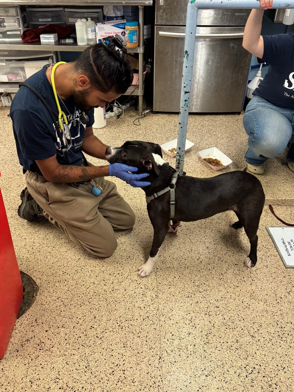 Daisy being evaluated.