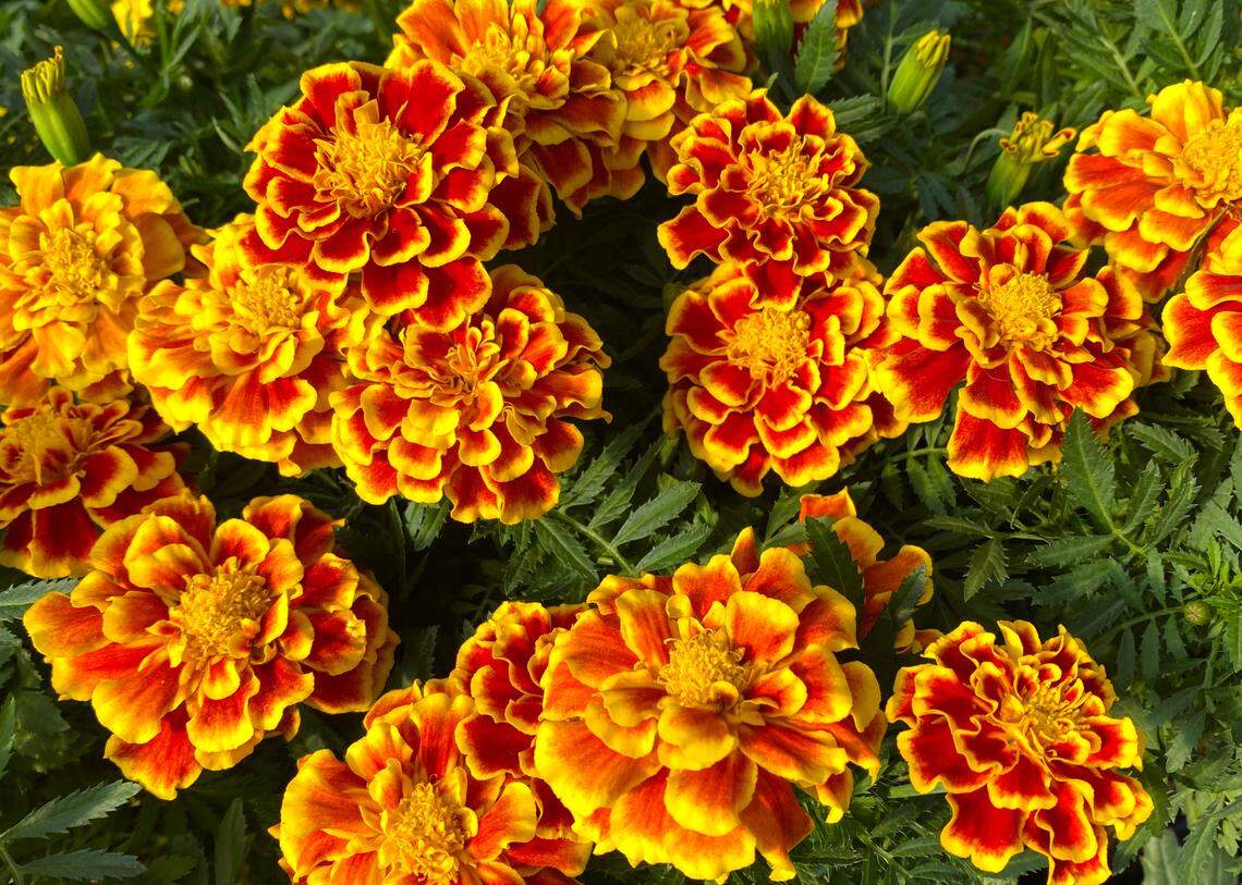 Lovely French marigolds deliver warm-season color.