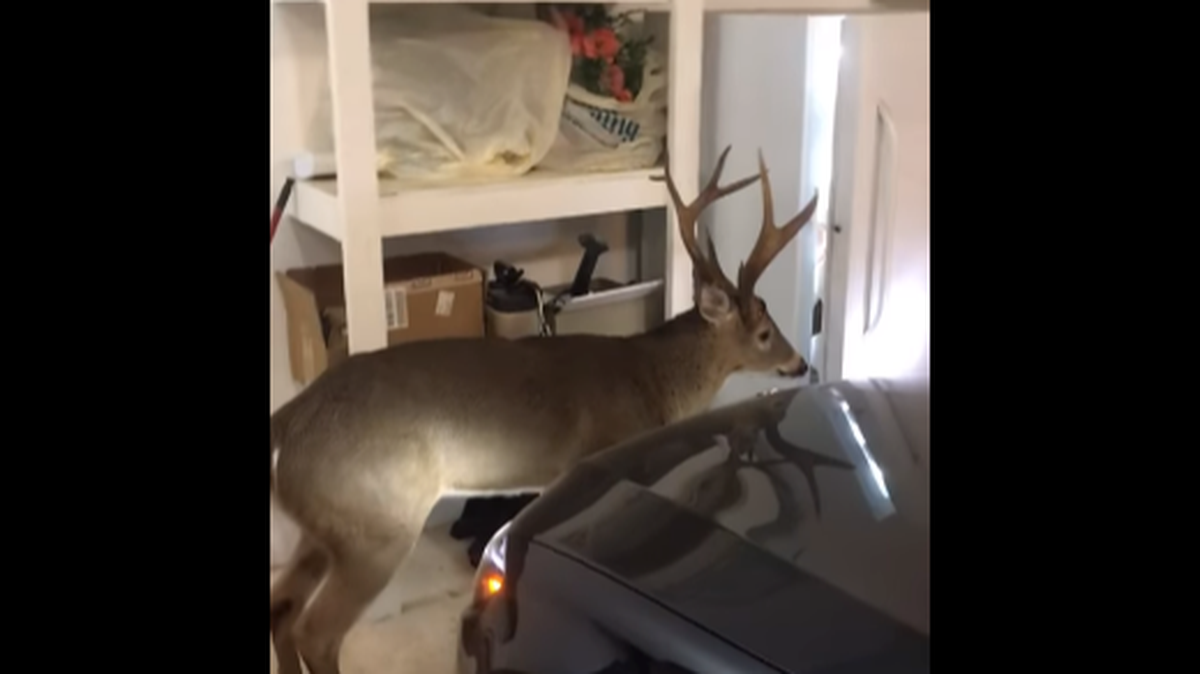 A deer was freed from an Arkansas woman’s garage after it wandered in and got stuck, video shows.