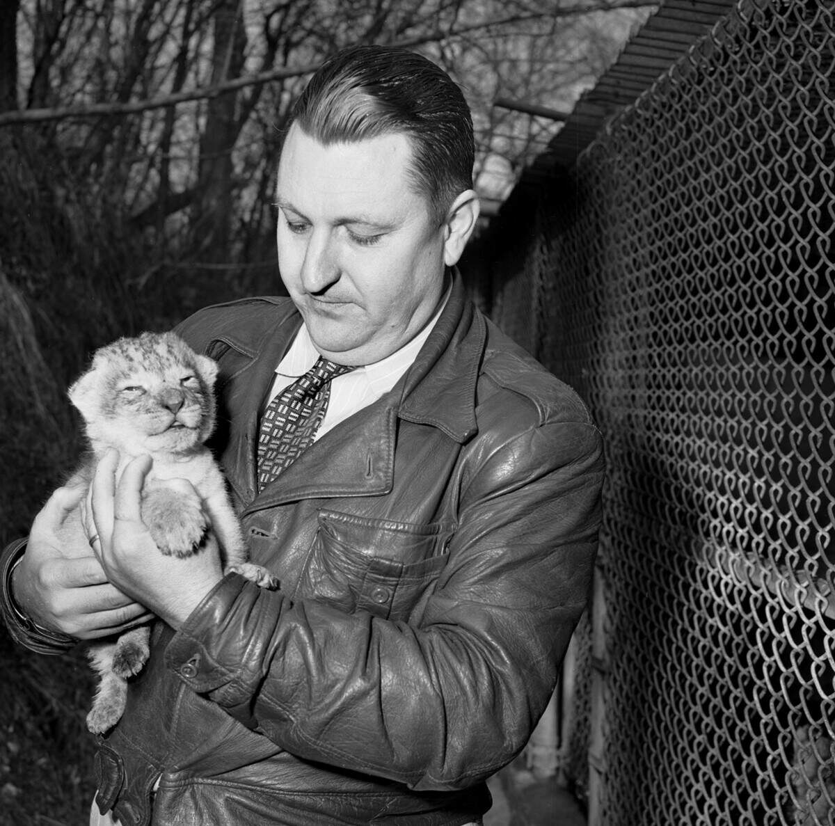 Fort Worth Zoo Director Hamilton Hittson holds a 2-week-old Nubian spotted lion cub named Khartoum. The lion was born on January 14, 1947, to Martha, 15-year-old lioness, and Pedro, who came to the Fort Worth Zoo in 1937.