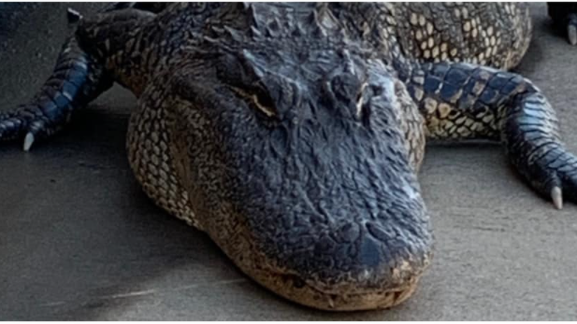 A taco shop in southeast Texas was forced to close its drive-thru on Wednesday after an 8-foot alligator showed in the drive-thru line.