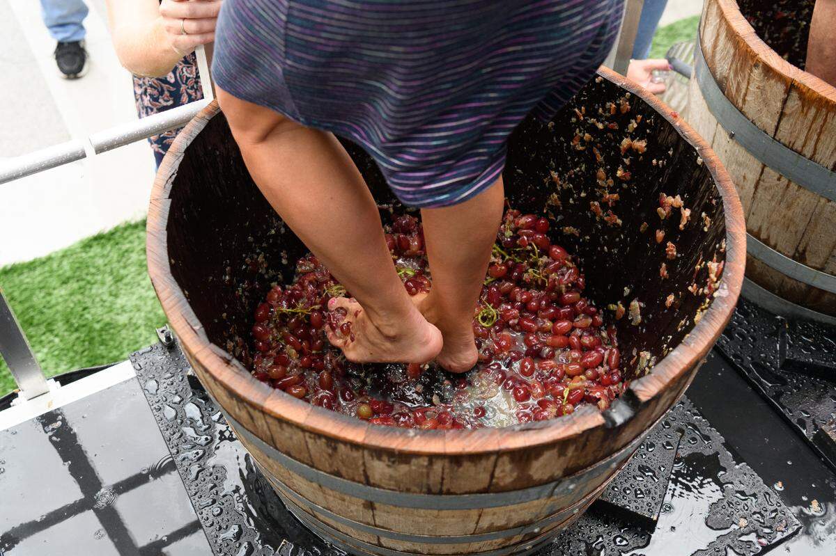 GrapeFest features many family friendly events including GrapeStomp, in which teams of two take turns crushing approximately 18 pounds of grapes for two minutes.